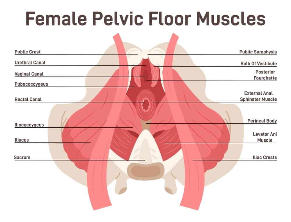 Pelvic Floor Muscle 